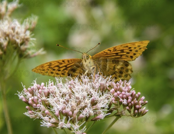 Silver-washed fritillary butterfly resting on a flower head in natural back