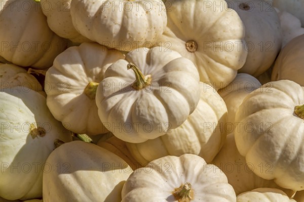Sunny illuminated scenery showing lots of light colored pumpkins