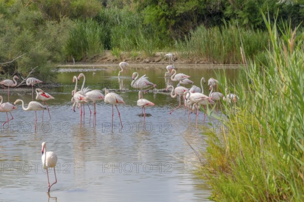 Riparian scenery including some flamingos around the Regional Nature Park of the Camargue in Southern France