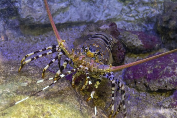 Colorful spiny lobster in natural underwater ambiance