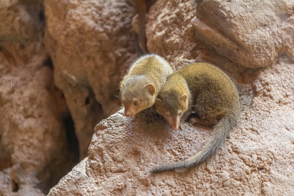Rock hyrax on rock formation in stony ambiance