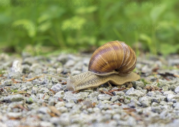 Low angle shot of a grapevine snail on gravel ground