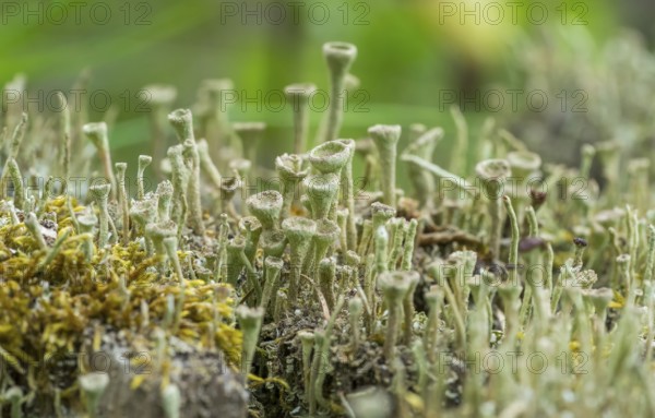 Low angle macro shot showing a dense cup lichen vegetation
