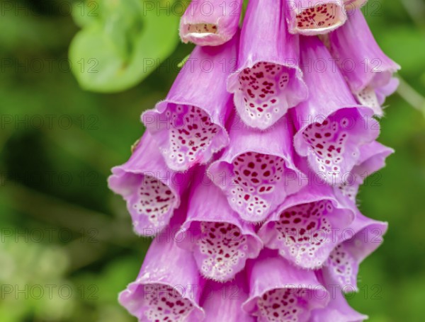 Closeup shot of common foxglove flowers in natural vegetation ambiance
