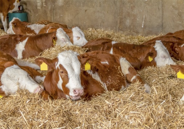Some cattle resting in a stable seen in Southern Germany