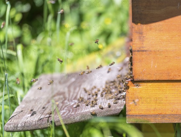 Entrance of a beehive with lots of bees in sunny ambiance