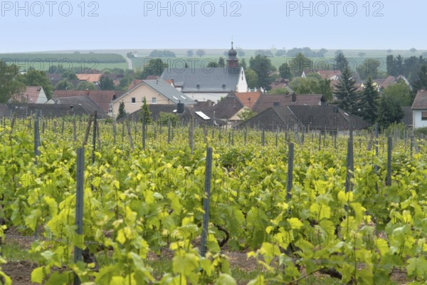 Idyllic scenery at the wine region Rheinhessen around Loerzweiler in the Rhineland-Palatinate in Germany