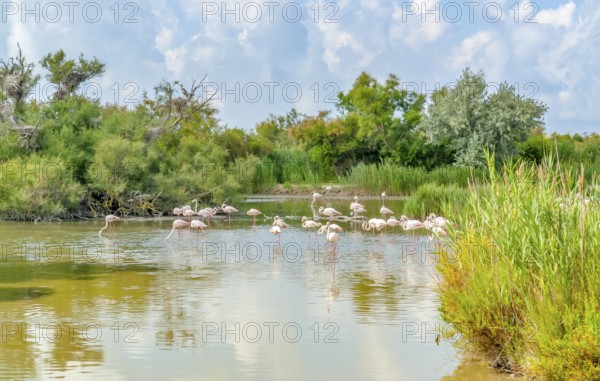 Riparian scenery including some flamingos around the Regional Nature Park of the Camargue in Southern France