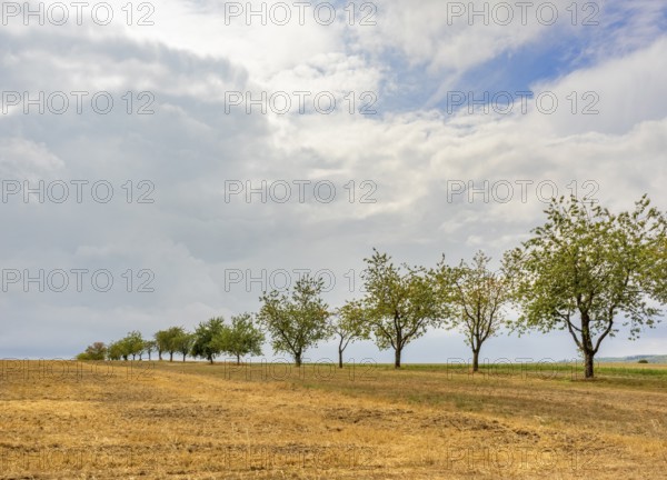 Clouded farmland scenery with fruit trees in a row in Hohenlohe, an area in Southern Germany at late summer time