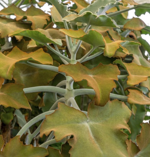 Detail shot of some felt bush leaves