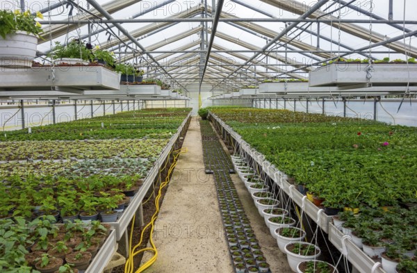 Scenery in a greenhouse with lots of small potted plants