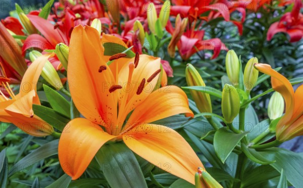 Full frame shot showing some orange and red lily flowers