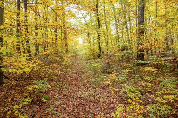 Colorful autumn forest scenery seen around Hardheim, a municipality in the district of Neckar-Odenwald-Kreis in Baden-Wuerttemberg, Germany