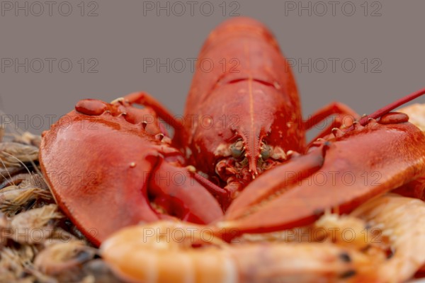 Closeup shot of a cooked lobster and some other crayfish on a plate in grey back