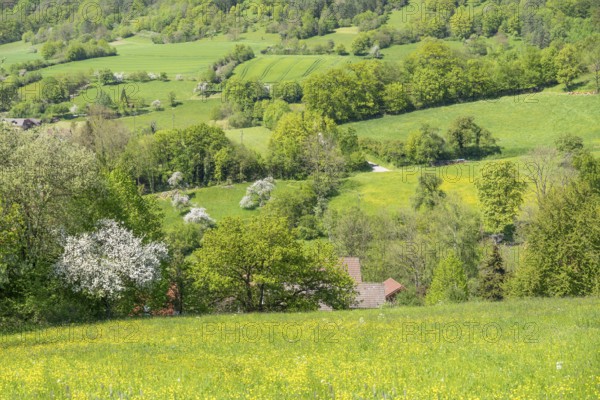 Sunny illuminated idyllic rural springtime scenery in Hohenlohe, a district in Southern Germany