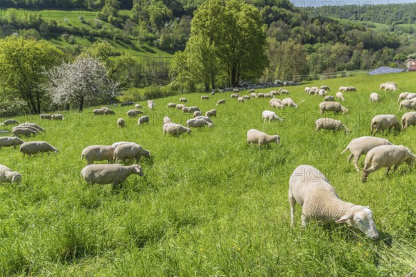 Sunny idyllic spring time scenery including a flock of sheep on a meadow in Southern Germany