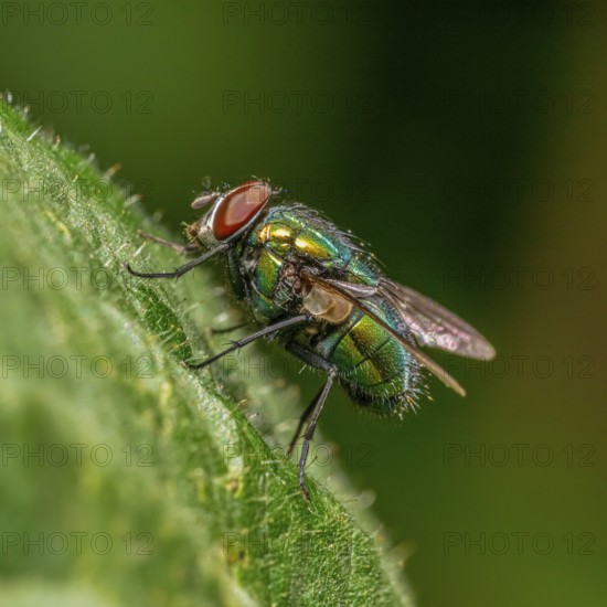 Low angle sideways macro shot of a Common green bottle fly resting on a green leaf