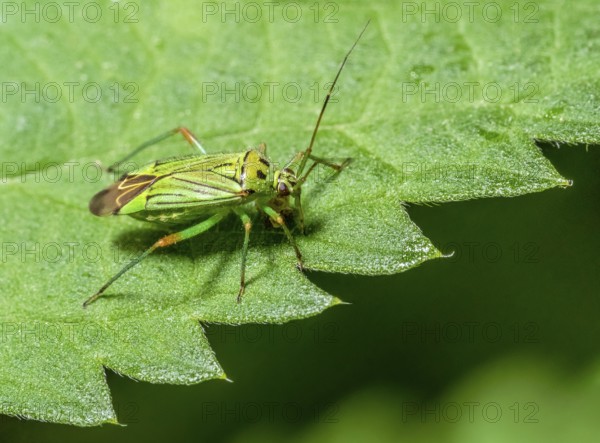 Low angle macro shot of a potato capsid at the edge of a green leaf