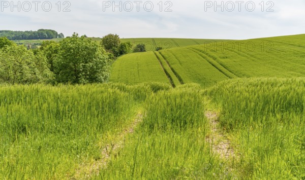 Green grainfield at early summer time in Southern Germany
