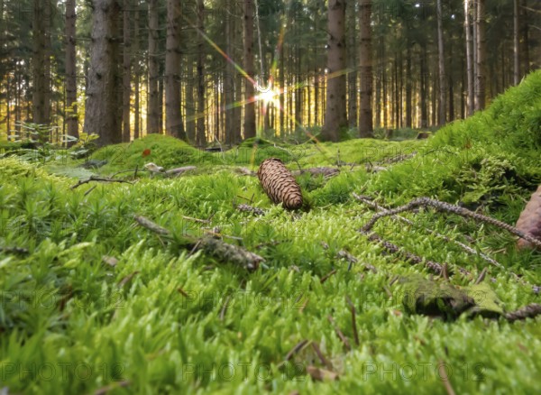 Idyllic low angle forest scenery at autumn time in Southern Germany