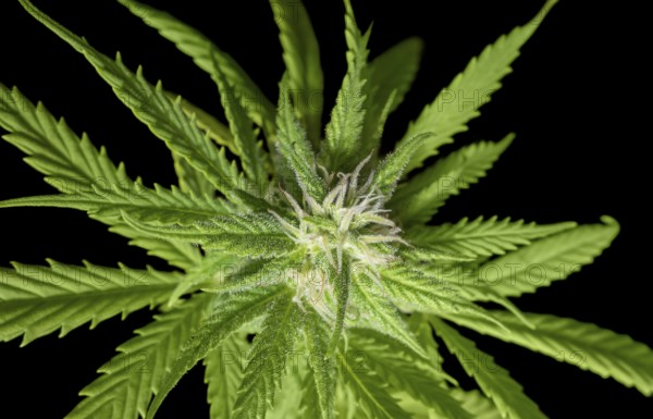 Flowering fresh green cannabis plant closeup in black back