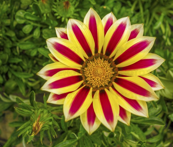 Red and yellow bicolor flower hewad closeup seen from above