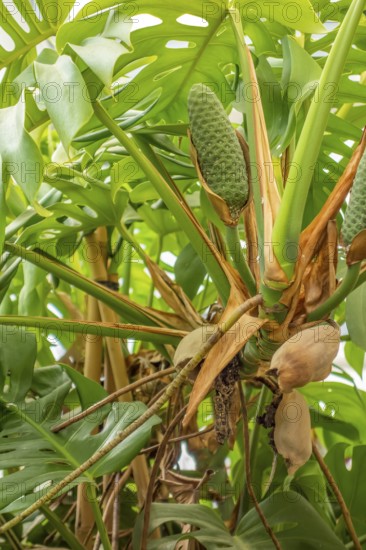 Monstera deliciosa plant closeup including fruit bodies
