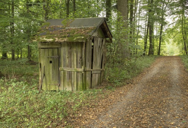 Small rundown cottage in a forest