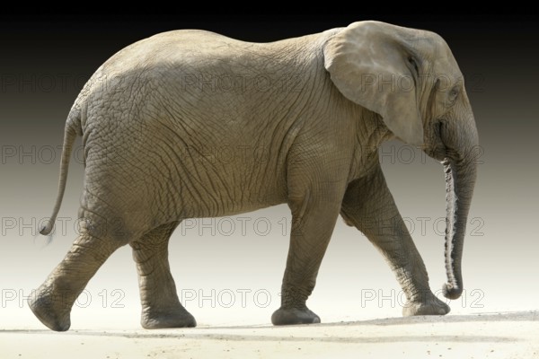 African elephant partly isolated in gradient back