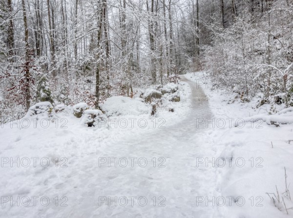 Idyllic snowy forest scenery around Schoenau am Koenigssee in Bavaria at winter time