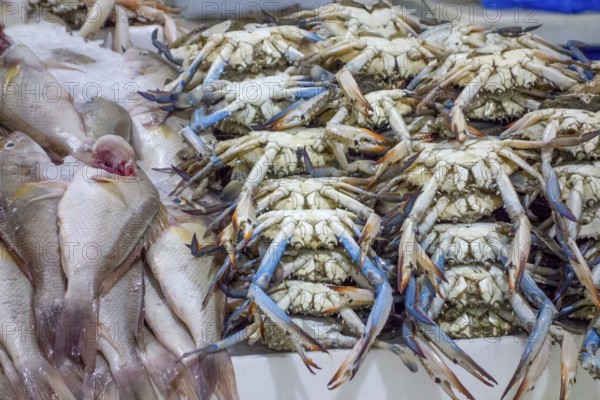 Lots of seafood seen at a market in Dubai