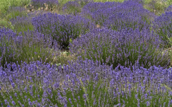 Full frame sunny illuminated flowering lavender field detail seen in the Provence region of southern France