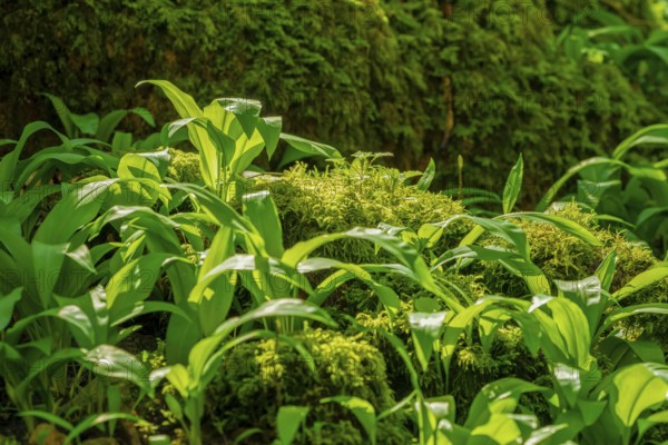 Sunny illuminated fresh green ramsons vegetation at spring time