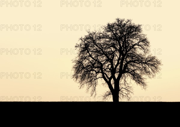 Single tree silhouette in front of warm toned evening sky