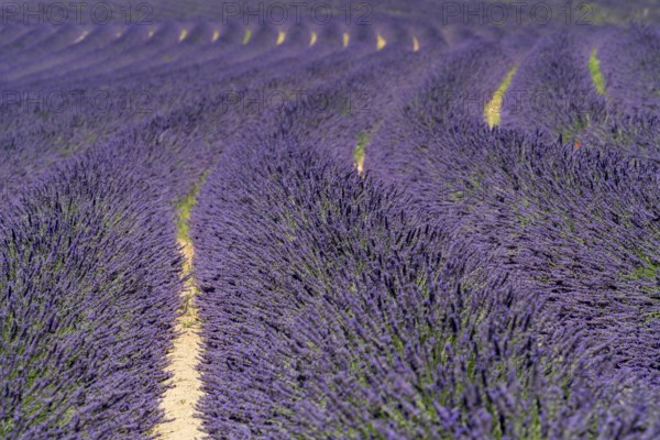 Full frame sunny illuminated flowering lavender field detail seen in the Provence region of southern France