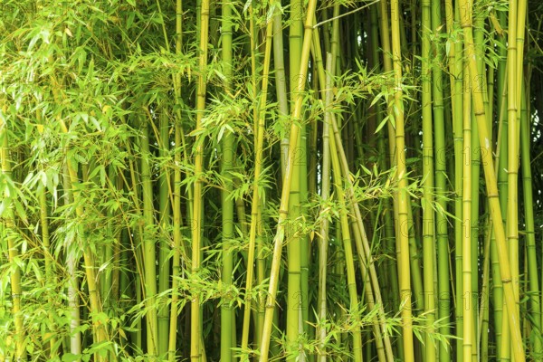 Full frame green background vegetation detail