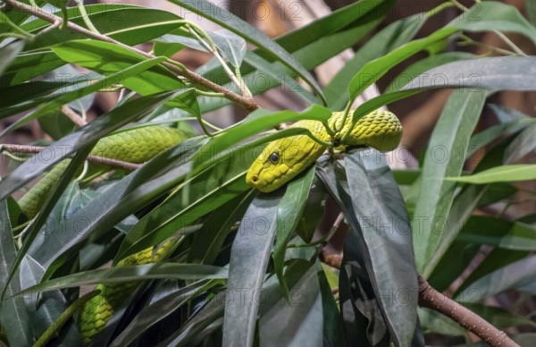 Western green mamba in green foliage ambiance