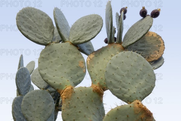 Low angle closeup shot showing a prickly pear cactus light blue back