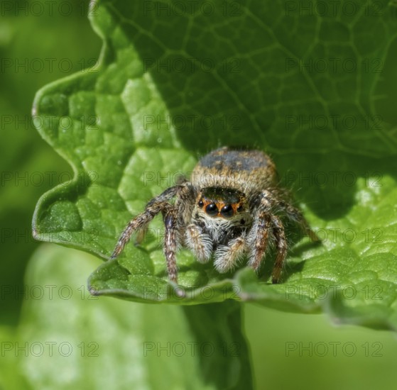 Frontal closeup shot of a jumping spider on a green leaf in sunny ambiance