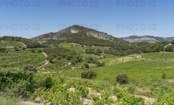 Scenery around La Roque-Alric in the Vacluse department in the Provence region of southern France