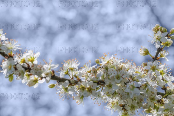 Detail shot showing lots of white tree blossoms at spring time