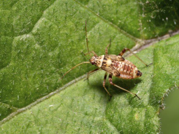 Brown ornamented nymph of a bug on a green leaf