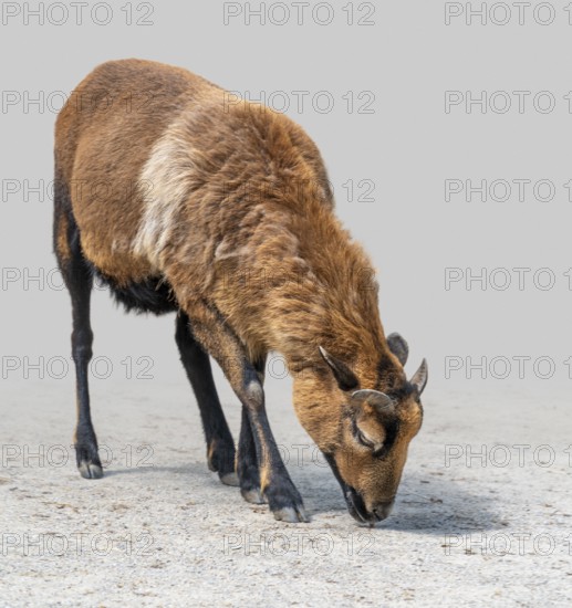 Brown goat on stony ground gradient isolated in light back