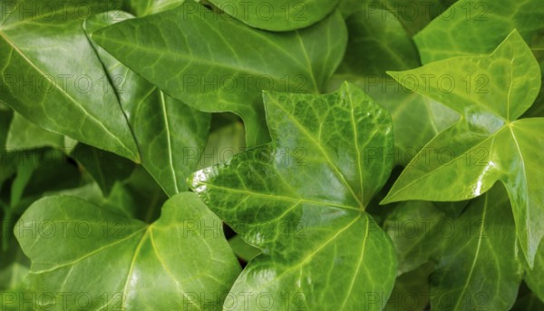 Full frame sunny illuminated ivy leaves closeup