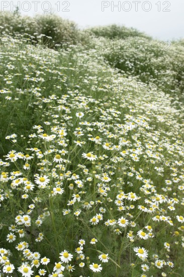 Natural field with lots of blooming Camomile plants