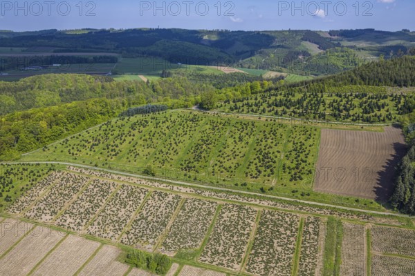 Aerial view, tree plantations meadows and fields, forest area near Velmede, Velmede, Bestwig, Sauerland, North Rhine-Westphalia, Germany, tree plantations, meadows, fields, forest area, nature, landscape, agricultural, trees, farmland, cultivation, rural, panorama, region, vegetation, green, aerial view, summerly, clarity, area, environment, country, scenic, open space, geography, agriculture