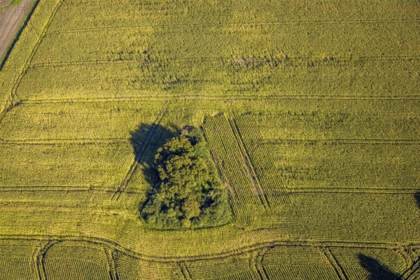 Aerial view, triangular group of trees in a field on Lünener Straße, field, field, group of trees, agriculture, Weddinghofen, Bergkamen, Ruhr area, North Rhine-Westphalia, Germany, agriculture, trees, plan view, area, geography, geometry, land use, landscape, nature, perspective, region, settlement area, summer, urban planning, street, structure, topography, environment, environment, vegetation, forest, triangular group of trees, European, rural