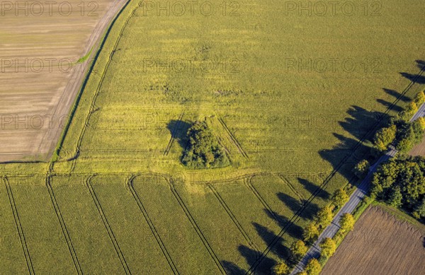 Aerial view, triangular group of trees in a field on Lünener Straße, field, field, group of trees, agriculture, Weddinghofen, Bergkamen, Ruhr area, North Rhine-Westphalia, Germany, agriculture, trees, plan view, area, geography, geometry, land use, landscape, nature, perspective, region, settlement area, summer, urban planning, road, structure, topography, environment, forest, triangular group of trees, European, rural, vegetation