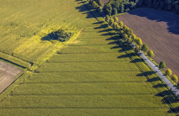 Aerial view, triangular group of trees in a field on Lünener Straße, field, field, group of trees, agriculture, Weddinghofen, Bergkamen, Ruhr area, North Rhine-Westphalia, Germany, agriculture, trees, plan view, area, geography, geometry, land use, landscape, nature, perspective, region, settlement area, summer, urban planning, street, structure, topography, environment, environment, vegetation, forest, triangular group of trees, European, rural