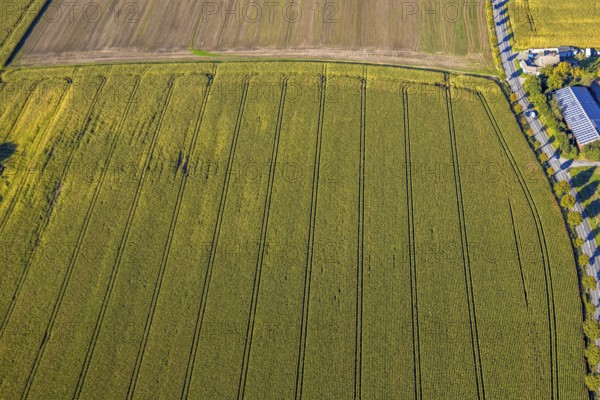 Aerial view, triangular group of trees in a field on Lünener Straße, field, field, group of trees, agriculture, Weddinghofen, Bergkamen, Ruhr area, North Rhine-Westphalia, Germany, agriculture, trees, plan view, area, geography, geometry, land use, landscape, nature, perspective, region, settlement area, summer, urban planning, road, structure, topography, environment, forest, triangular group of trees, European, rural, vegetation
